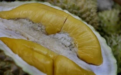 Cara Memilih Durian Yang Manis dan Berdaging Tebal