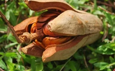 Manfaat Biji Mahoni Mampu Mengurangi Nyeri Haid