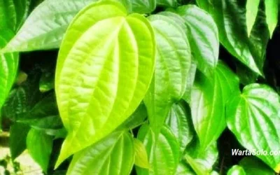 Manfaat Daun Sirih yang Jarang Diketahui Banyak Orang, Kegunaannya Hingga Kombinasi Dengan Herbal Lainnya