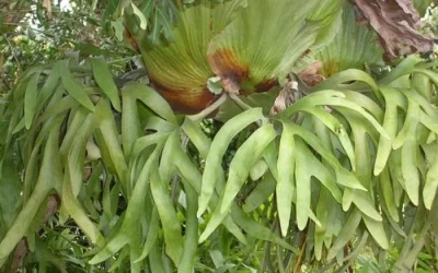 Manfaat Tanduk Rusa Bagi Kesehatan