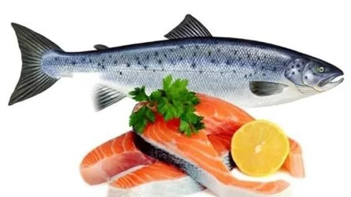Perbedaan Ikan Kembung dan Ikan Salmon