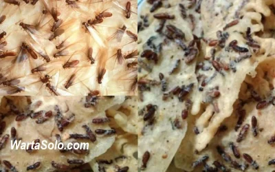 Resep dan Cara Membuat Peyek Laron, Nikmat dan Gurihnya Selangit