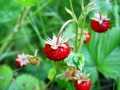 7 Manfaat Buah Arbei untuk Kesehatan