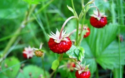 7 Manfaat Buah Arbei untuk Kesehatan