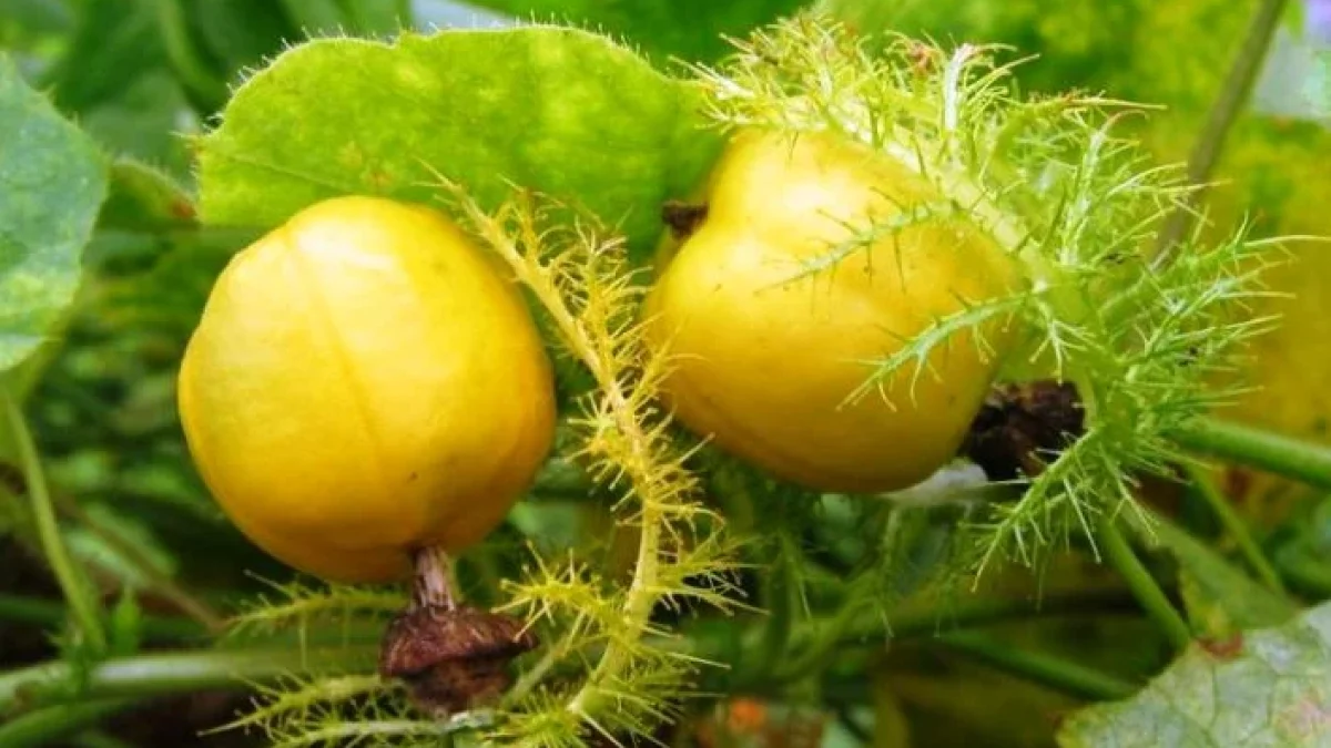 Manfaat dan Khasiat Buah Rambusa untuk Kesehatan