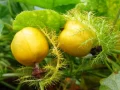 Manfaat dan Khasiat Buah Rambusa untuk Kesehatan