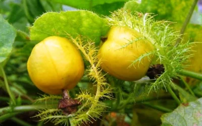 Manfaat dan Khasiat Buah Rambusa untuk Kesehatan