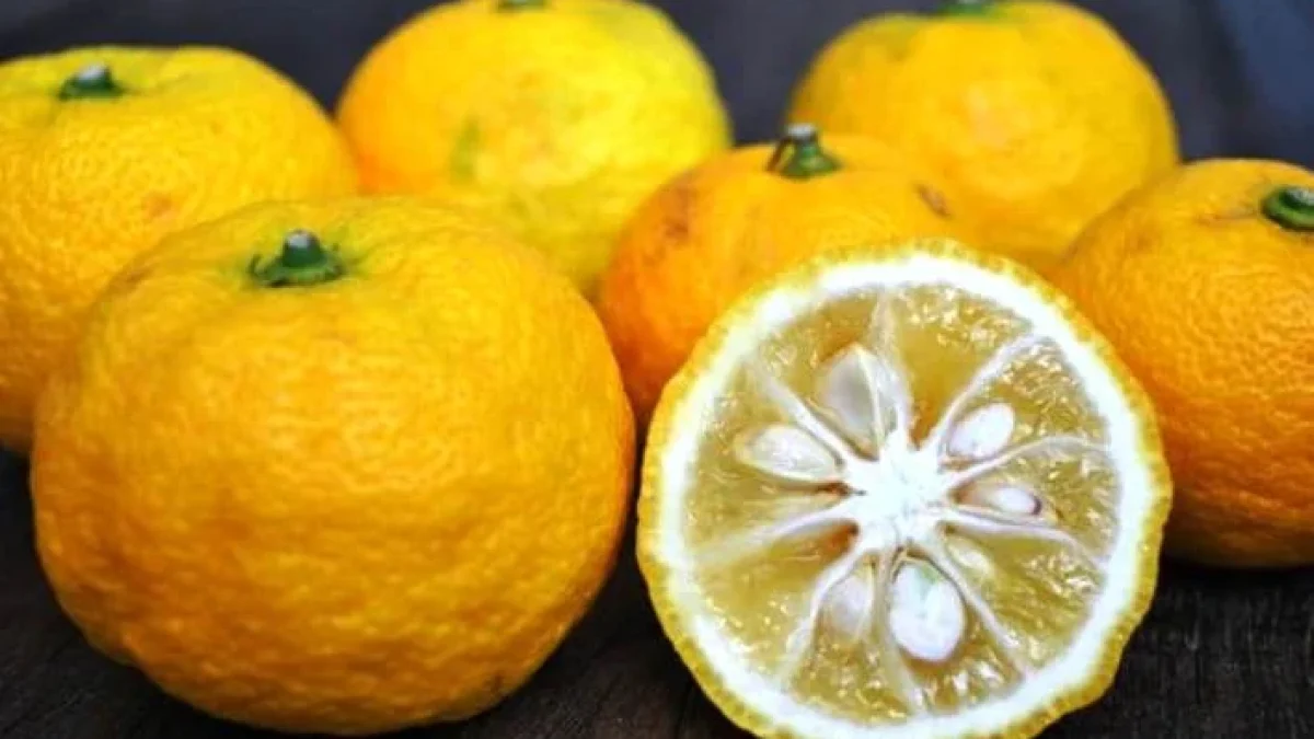 Manfaat dan Khasiat Buah Yuzu untuk Kesehatan dan Kecantikan