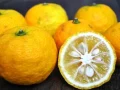 Manfaat dan Khasiat Buah Yuzu untuk Kesehatan dan Kecantikan
