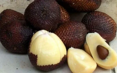 Manfaat Buah Salak Untuk Mencegah Kanker dan Mencerdaskan Otak