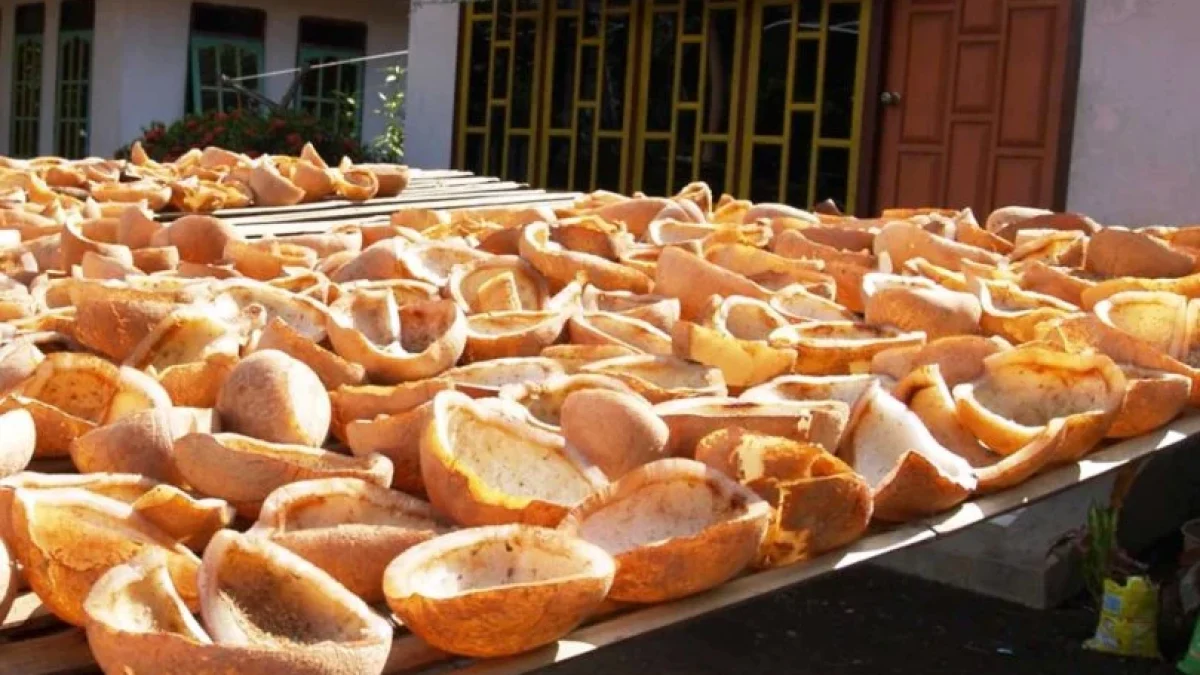 Harga Kopra Putih Per Kilo Terbaru Juni 2026 Hari Ini