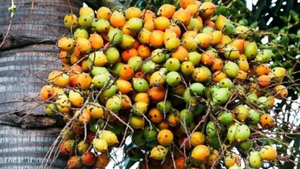 Harga Pinang Kering Terbaru Juni 2026