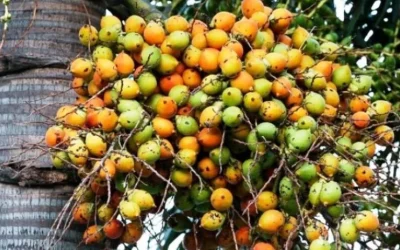 Harga Pinang Kering Terbaru Juni 2026