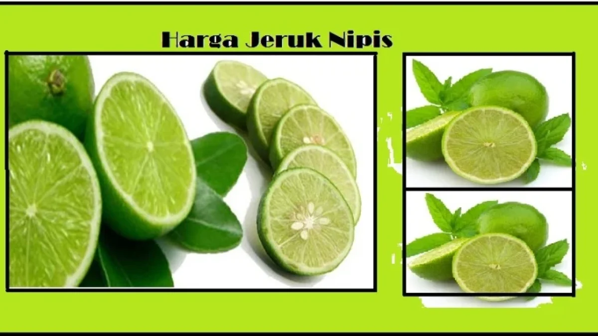 Harga Jeruk Nipis Per Kilo Terbaru Juni 2026
