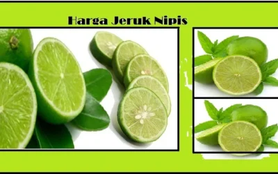 Harga Jeruk Nipis Per Kilo Terbaru Juni 2026