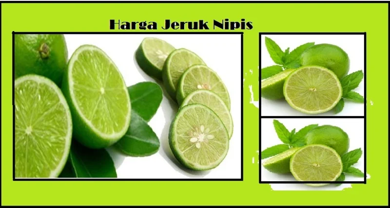 Harga Jeruk Nipis Per Kilo Terbaru Juni 2026