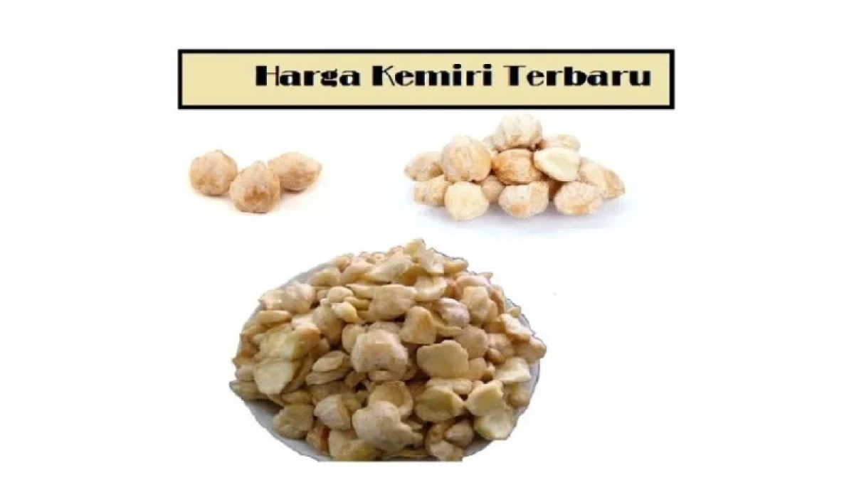 Harga Kemiri Per KG Terbaru Juni 2026
