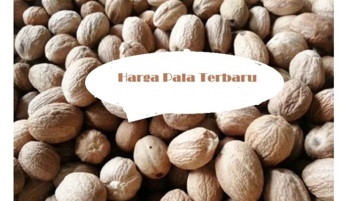 Harga Pala Terbaru Juni 2026