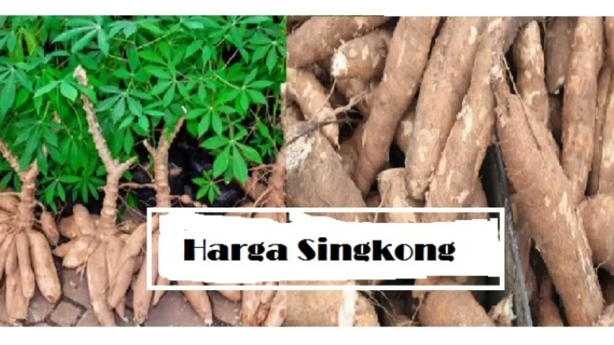 Harga Singkong Terbaru Juni 2026