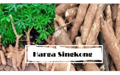 Harga Singkong Terbaru Juni 2026