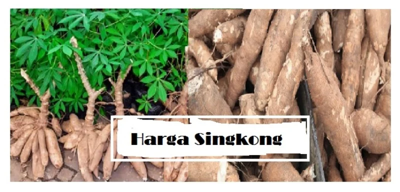 Harga Singkong Terbaru Juni 2026