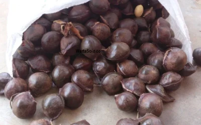 Harga Jengkol Terbaru Juni 2026
