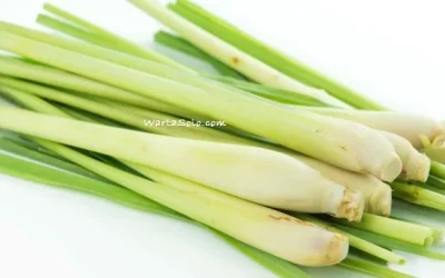Harga Serai Wangi per Kg Terbaru Juni 2026