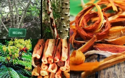 Manfaat Kayu Secang untuk Kanker dan Tumor