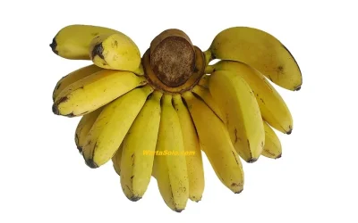 Harga Pisang Emas di Pasaran Terbaru Juni 2026