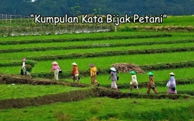 Kumpulan Kata Bijak Petani Sukses Penuh Makna