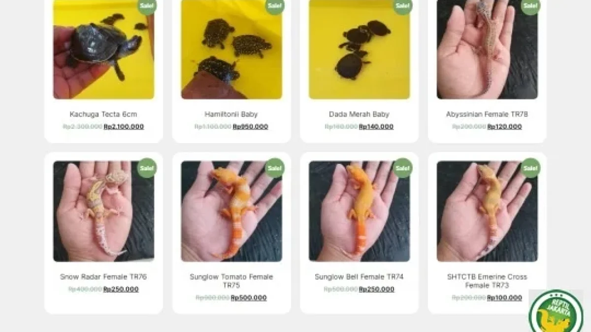 Keuntungan Membeli Reptil di ReptilJakarta.com