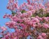 Manfaat Pohon Tabebuya untuk Lingkungan dan Kesehatan Tubuh