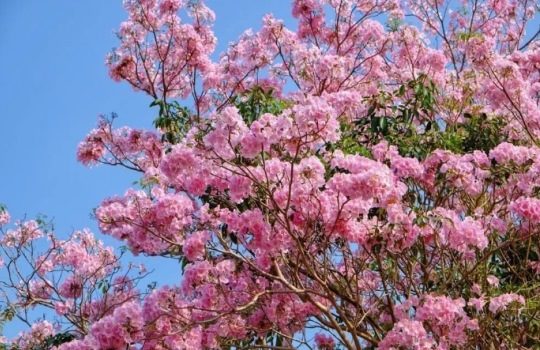 Manfaat Pohon Tabebuya untuk Lingkungan dan Kesehatan Tubuh