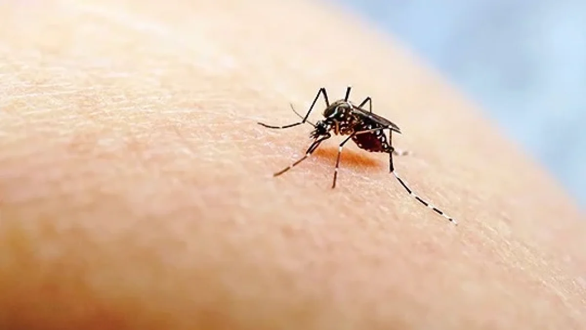 Penyebab Chikungunya, Gejala dan Penanganannya