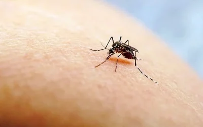 Penyebab Chikungunya, Gejala dan Penanganannya