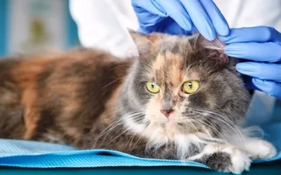Manfaat Membersihkan Telinga Kucing