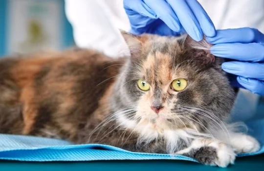 Manfaat Membersihkan Telinga Kucing