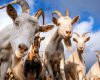 Rekomendasi GB Farm sebagai Situs Jual Kambing Domba Bersanad yang Terpercaya