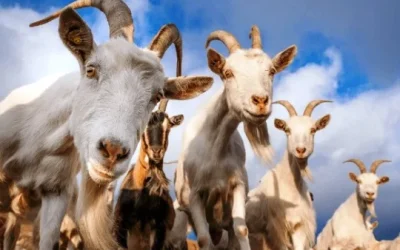 Rekomendasi GB Farm sebagai Situs Jual Kambing – Domba Bersanad yang Terpercaya