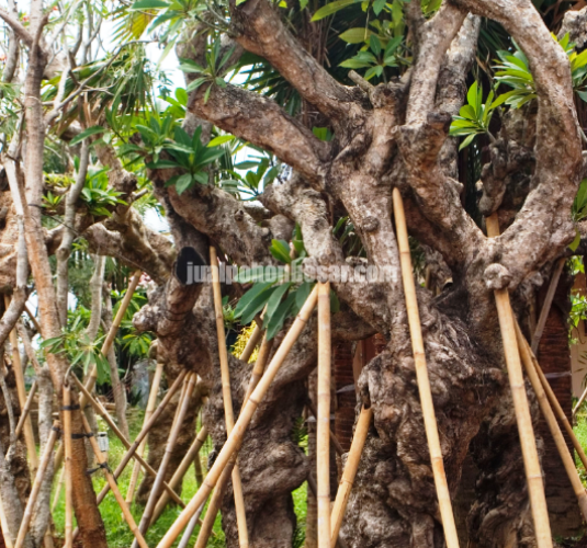 Pohon Kamboja Fosil