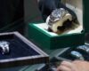 Temukan Kemewahan dan Keaslian Jam Tangan Berkualitas Bersama OMNILUXE