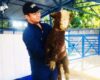 Beli Domba Merino Super di Gibas Barokah (GB Farm)