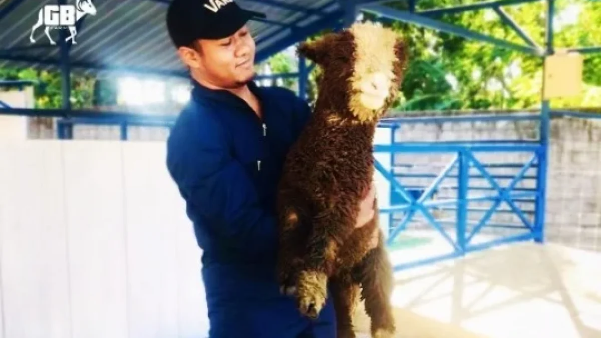 Beli Domba Merino Super di Gibas Barokah (GB Farm)