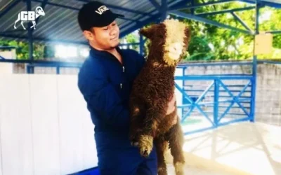 Beli Domba Merino Super di Gibas Barokah (GB Farm)