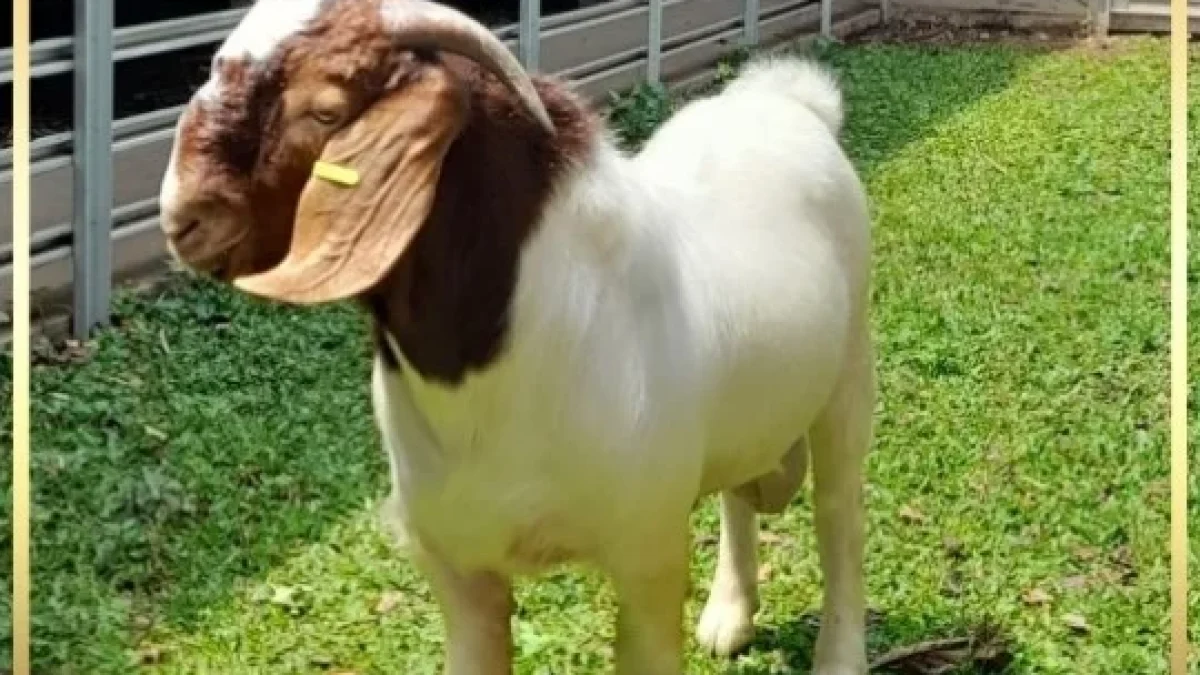 Kirim Kambing Domba ke Kalimantan Bersama GB Farm dengan Aman dan Praktis